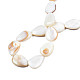 Natural White Shell Beads Strands US-PBB263Y-1-7